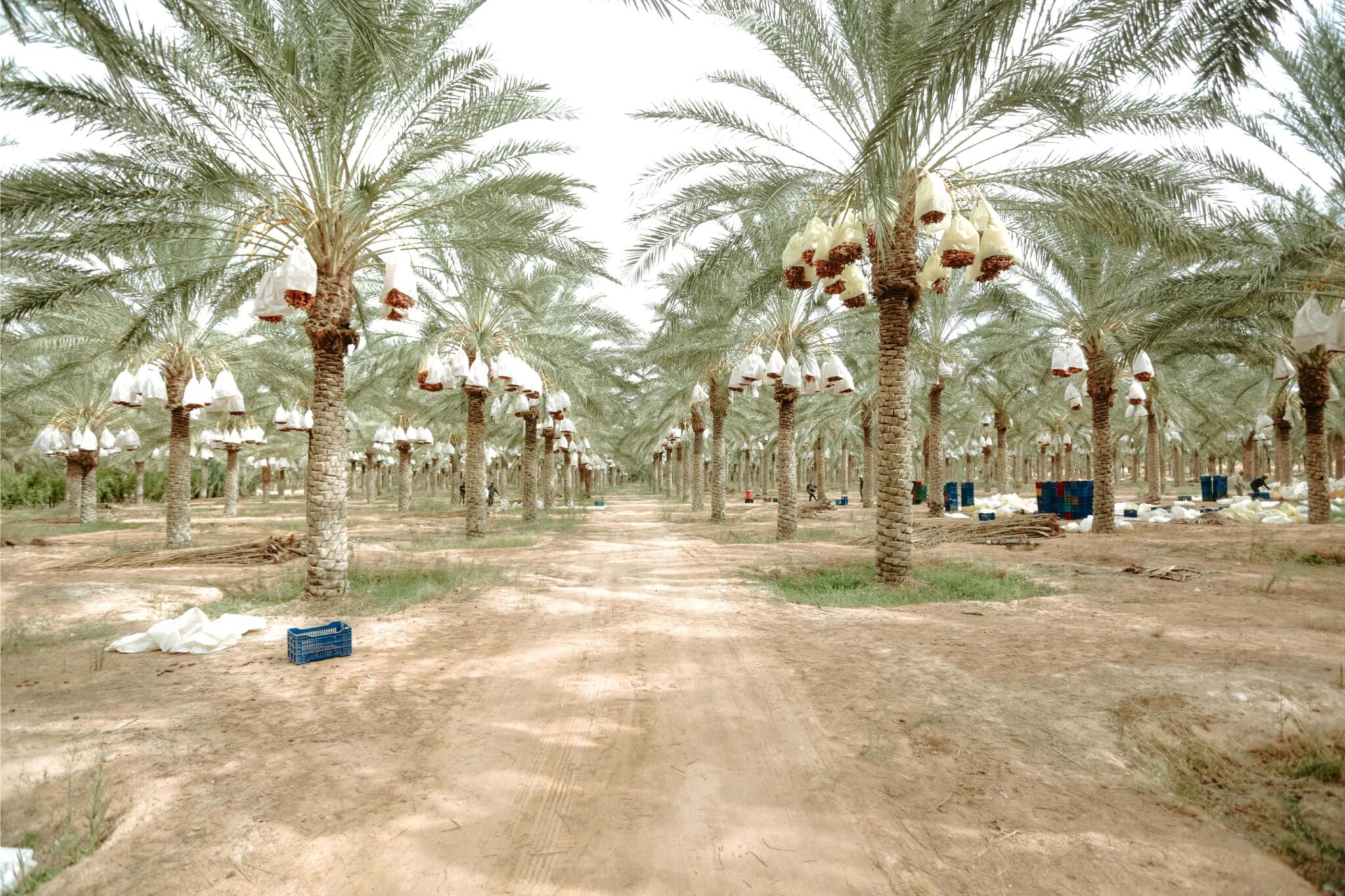 دراسة جدوى مصنع إعادة تدوير سعف النخيل في السعودية | مشروع صناعي بيئي مربح ومستدام 1 دراسة جدوى مصنع اعادة تدوير سعف النخيل